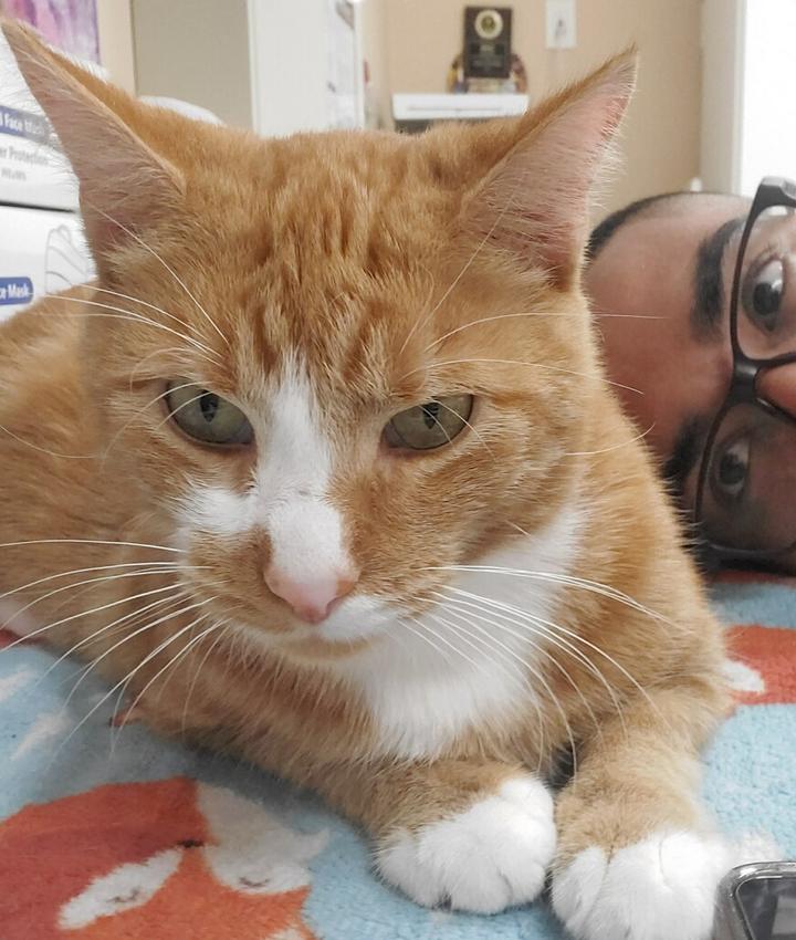 Veterinarians in Lynbrook Lynbrook NY Veterinarians